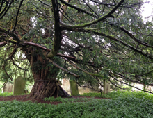 Tales of the Forgotten North: The Beltingham Yew