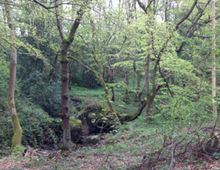 Kings Forest