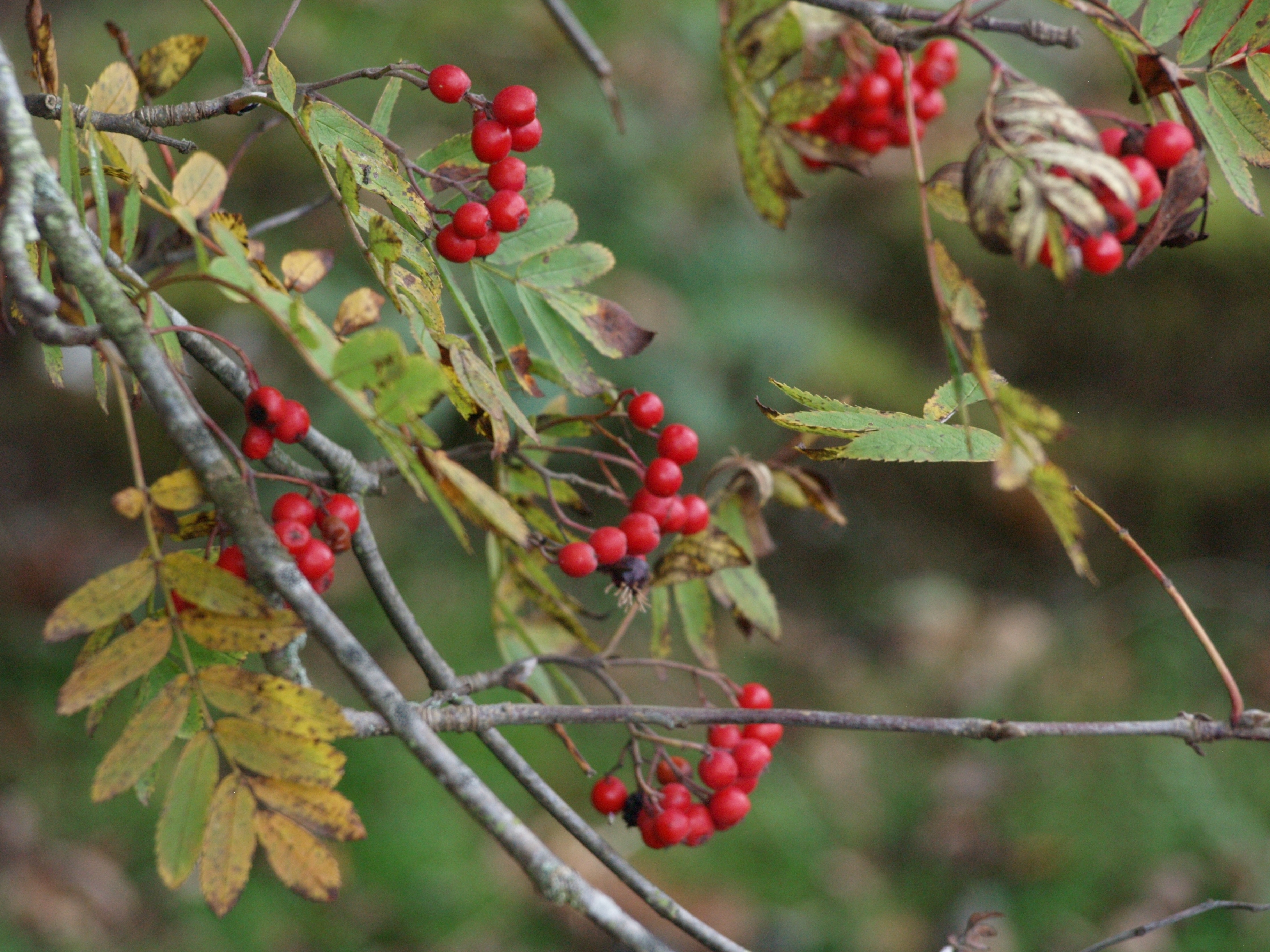 Dreaming the Land – Recce, Dec 3rd 2013