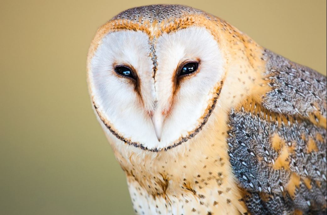 The Owl’s Gaze – Reflections from Richard